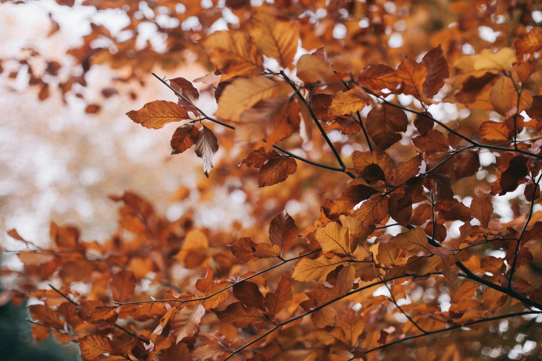 Autumn 94210