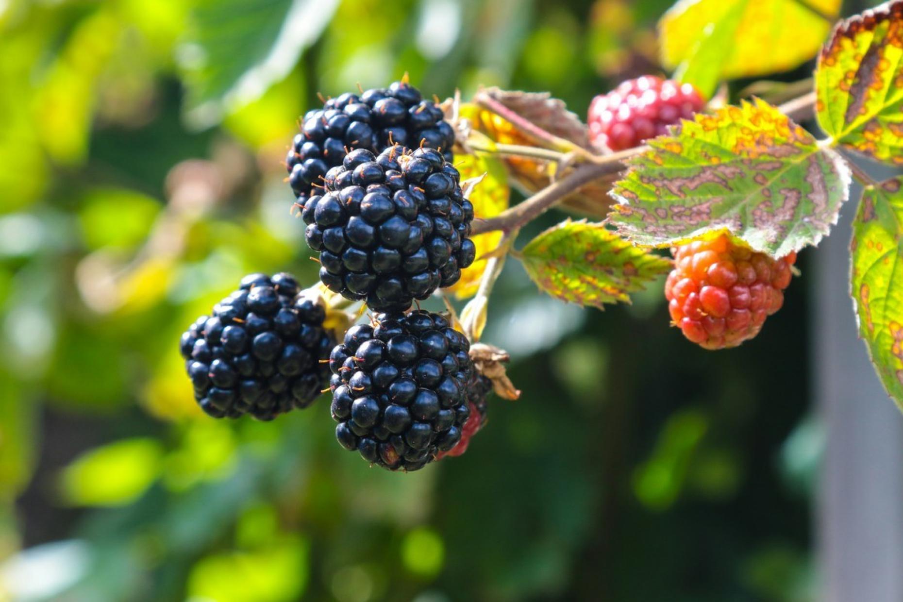 Blackberries Jametlene Reskp Low Res 1042384
