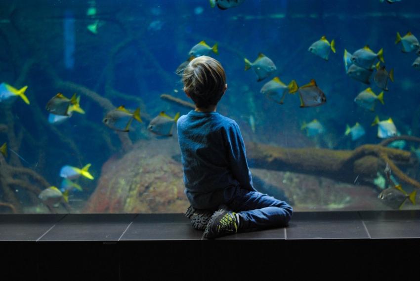 Blue Planet Aquarium 398714