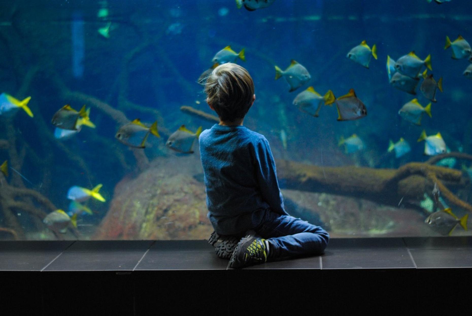 Blue Planet Aquarium 398714