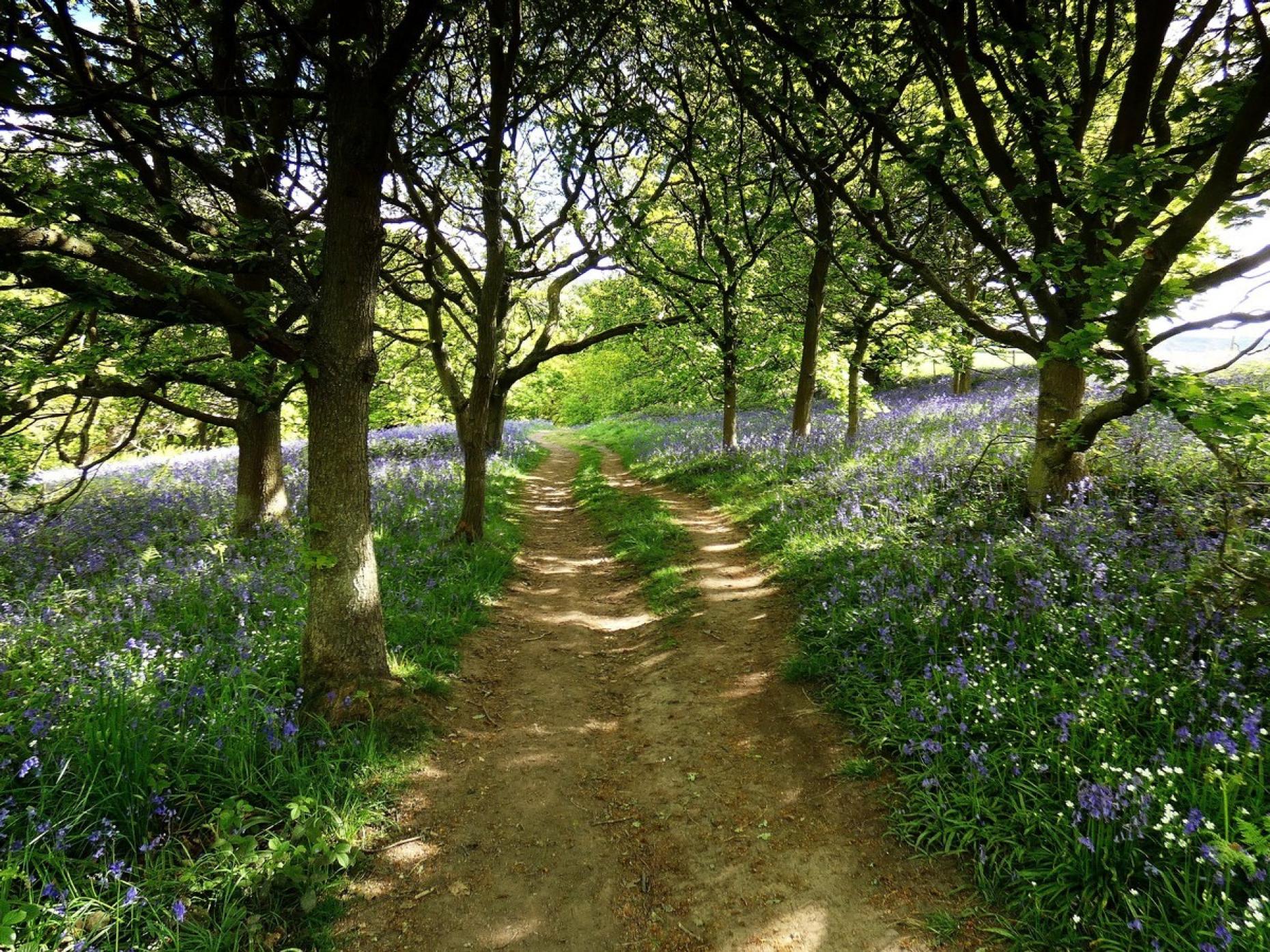 Bluebell Forest Trail 479781
