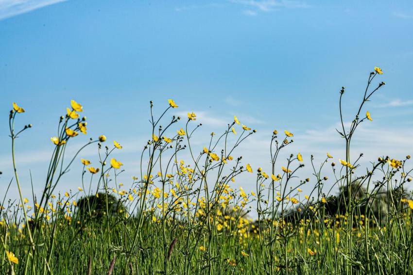Buttercup Field 406003