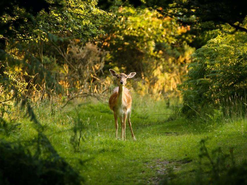 Cannock Chase Deer 483396