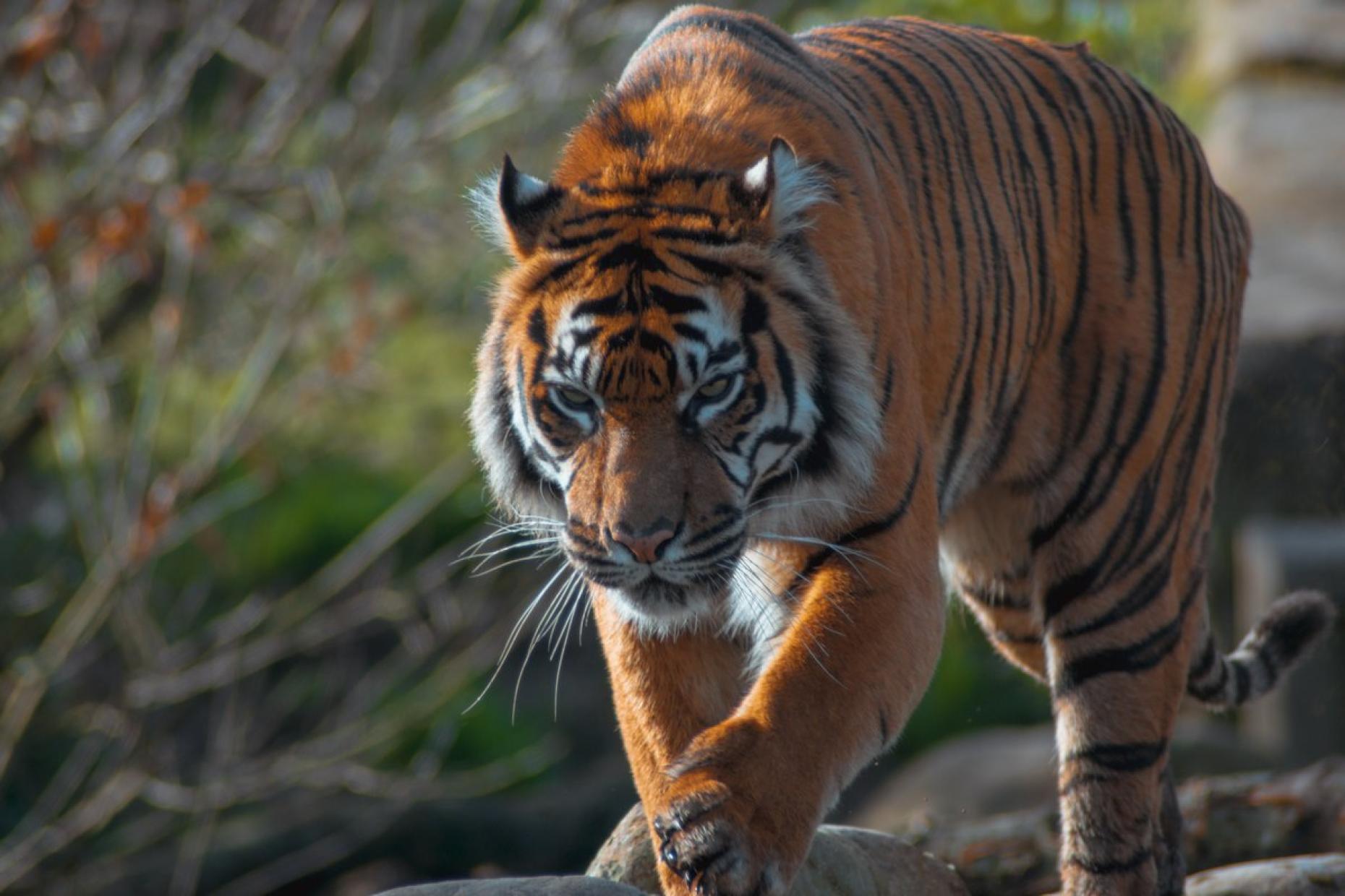 Chester Zoo Tiger 398712