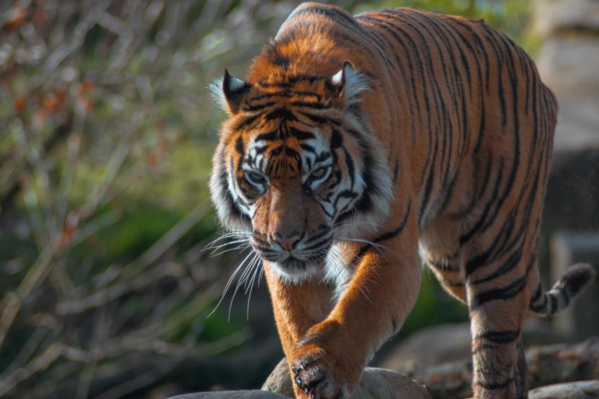 Chester Zoo Tiger 398712