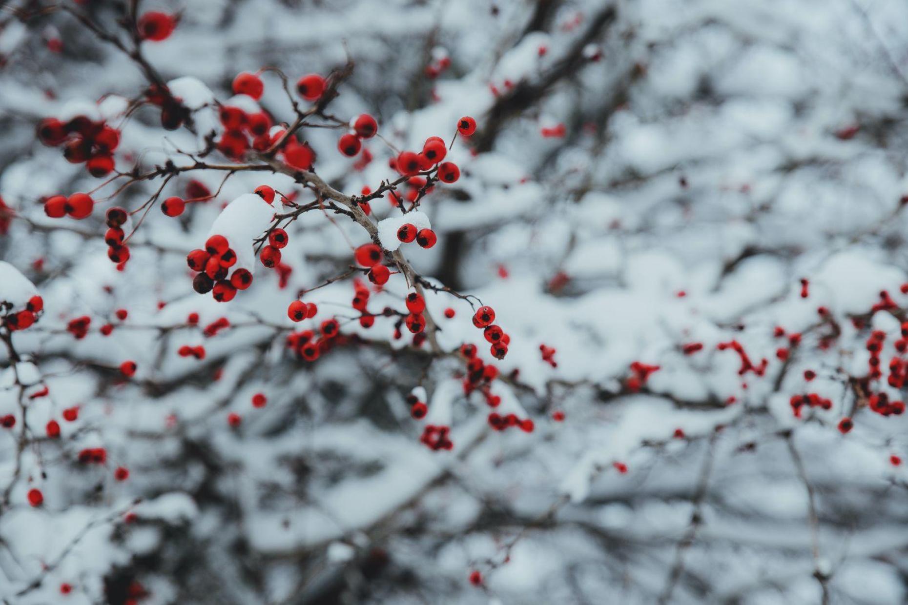 Christmas 4 107217