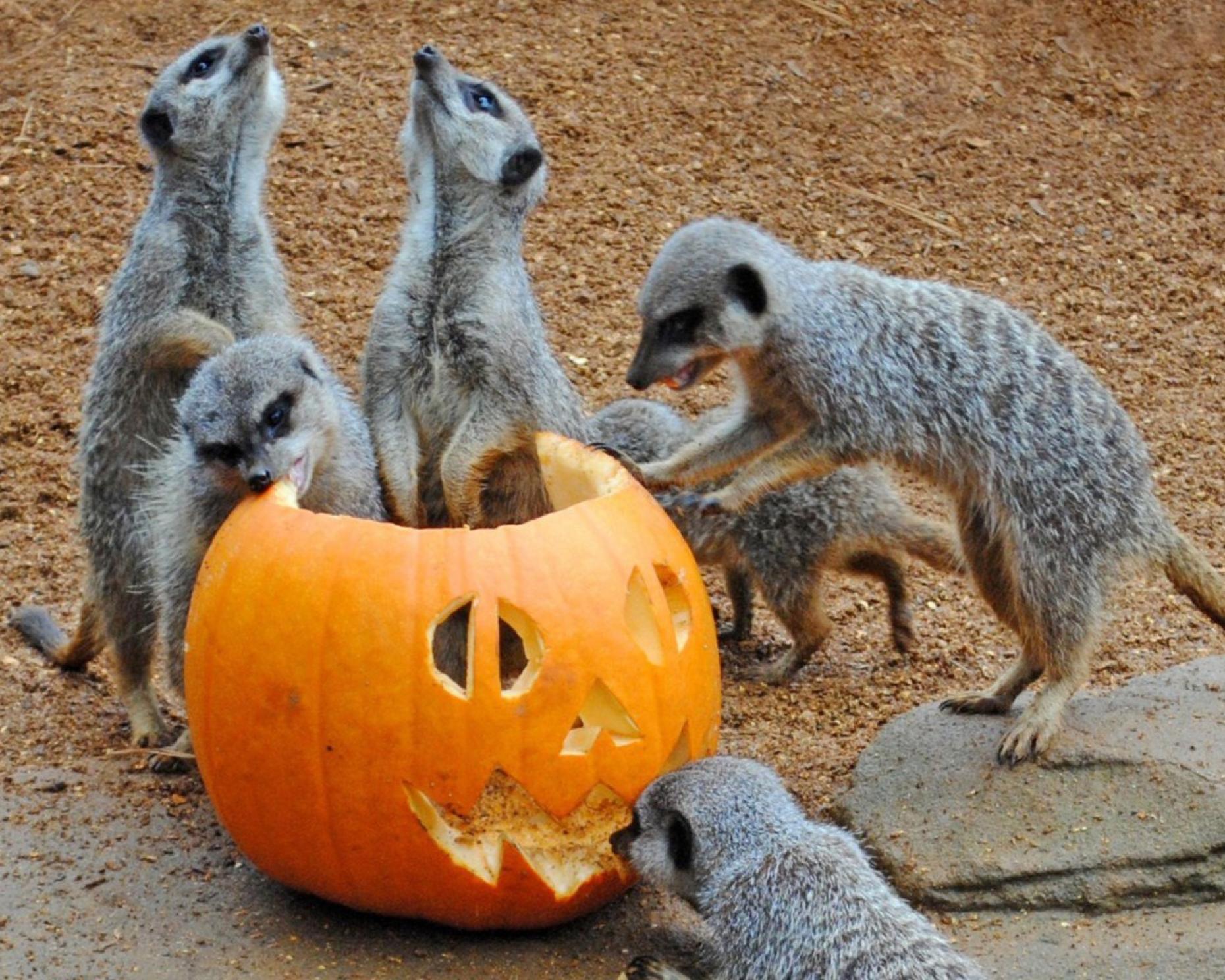 Colchester Zoo Shriek Week Halloween 878436