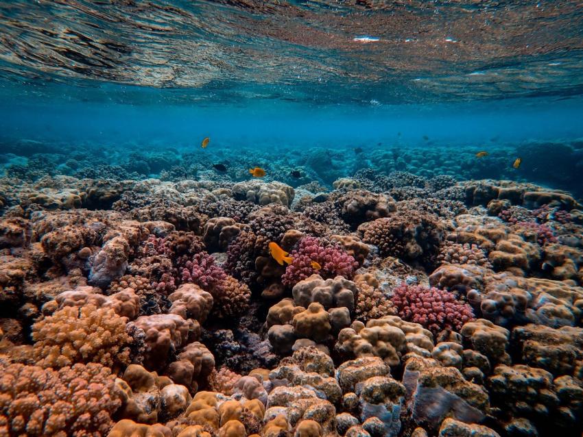 Coral Reef 506398