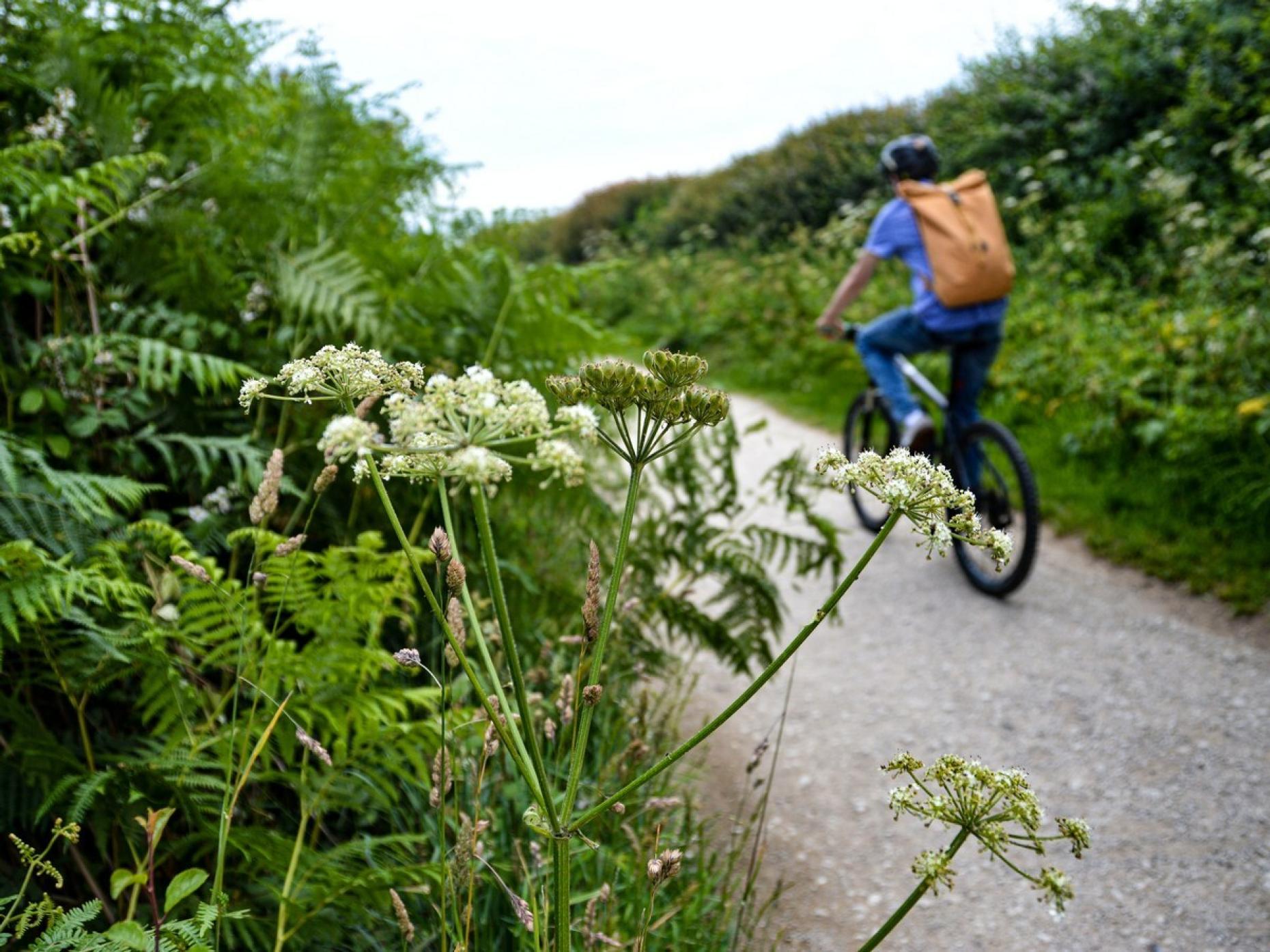 Cycle Path 479783