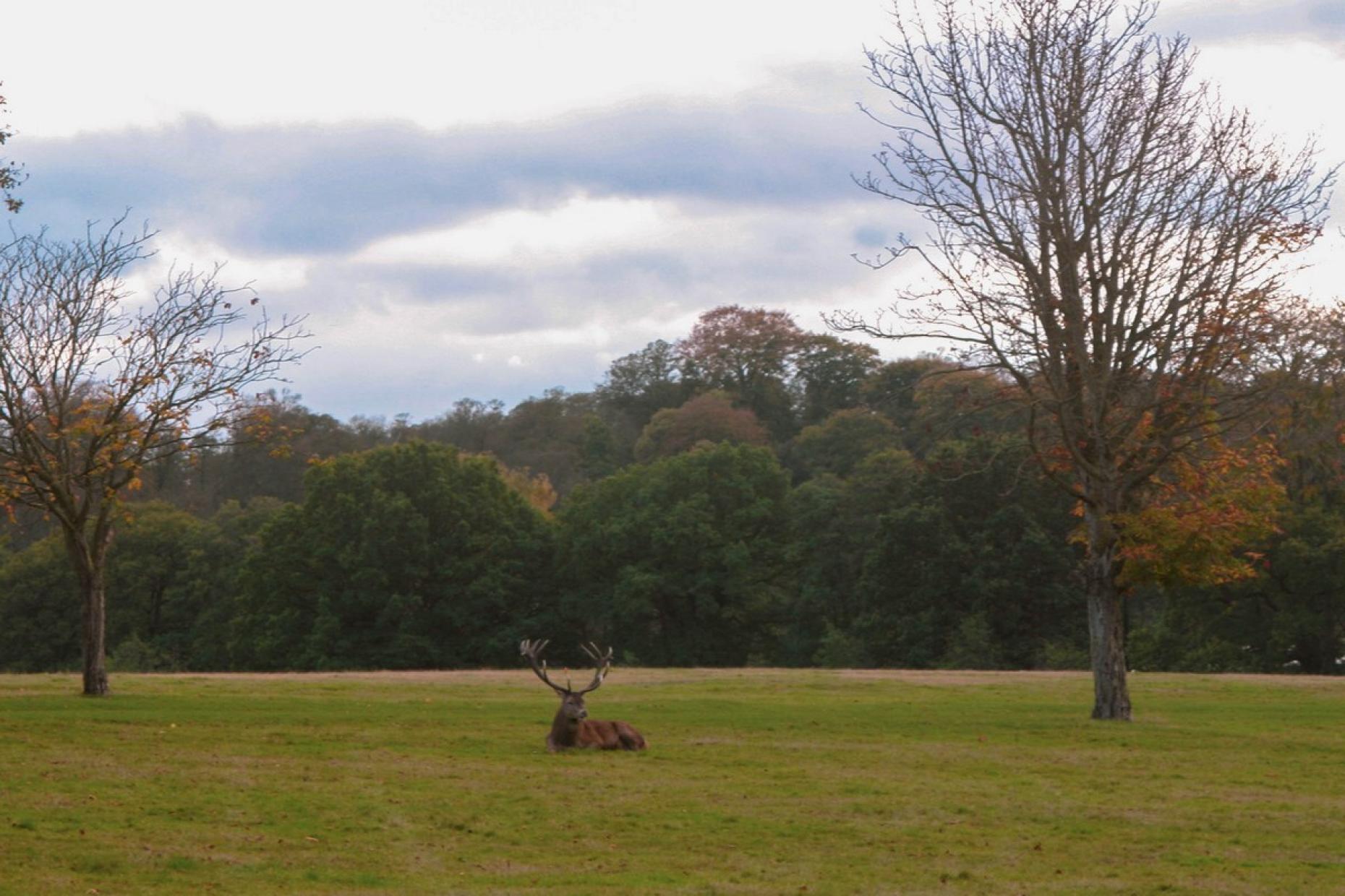 Deer Park Thornton Hall Farm 594024