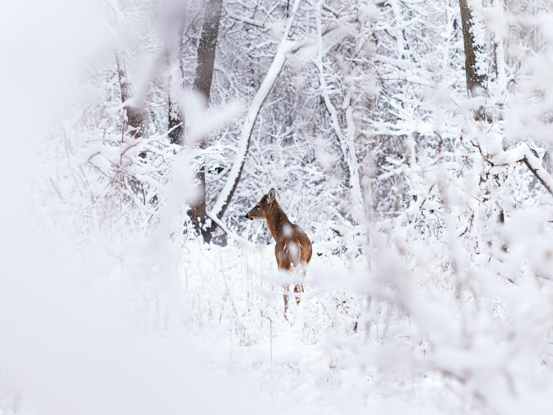 Deer Winter Snow 637522