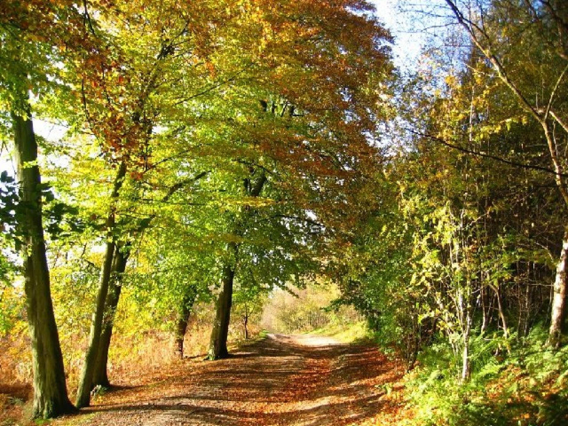 Delamere Forest 923848
