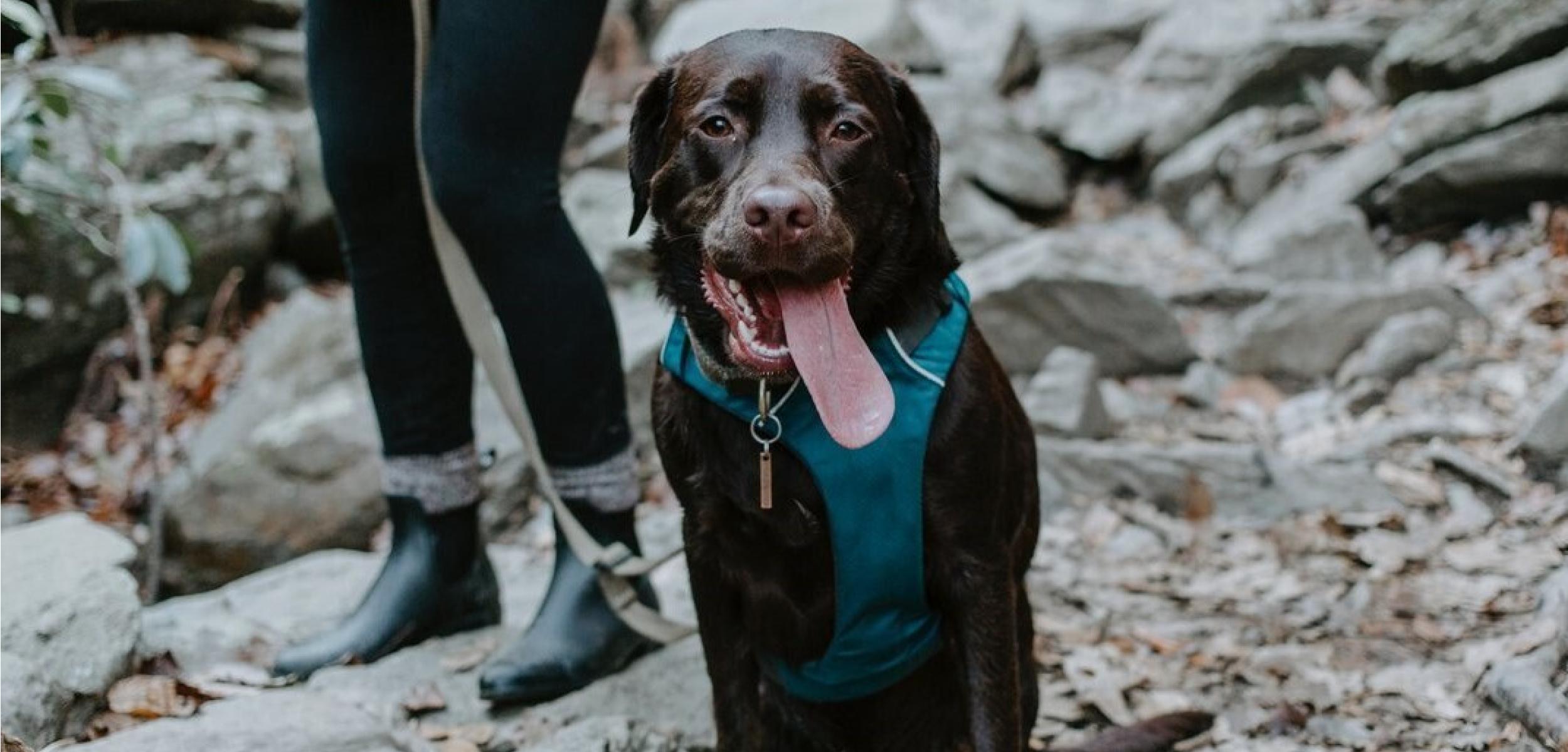 Dog Hiking 342468