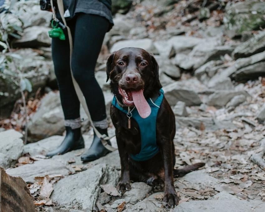 Dog Hiking 342468