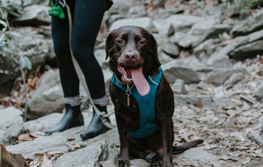 Dog Hiking 342468