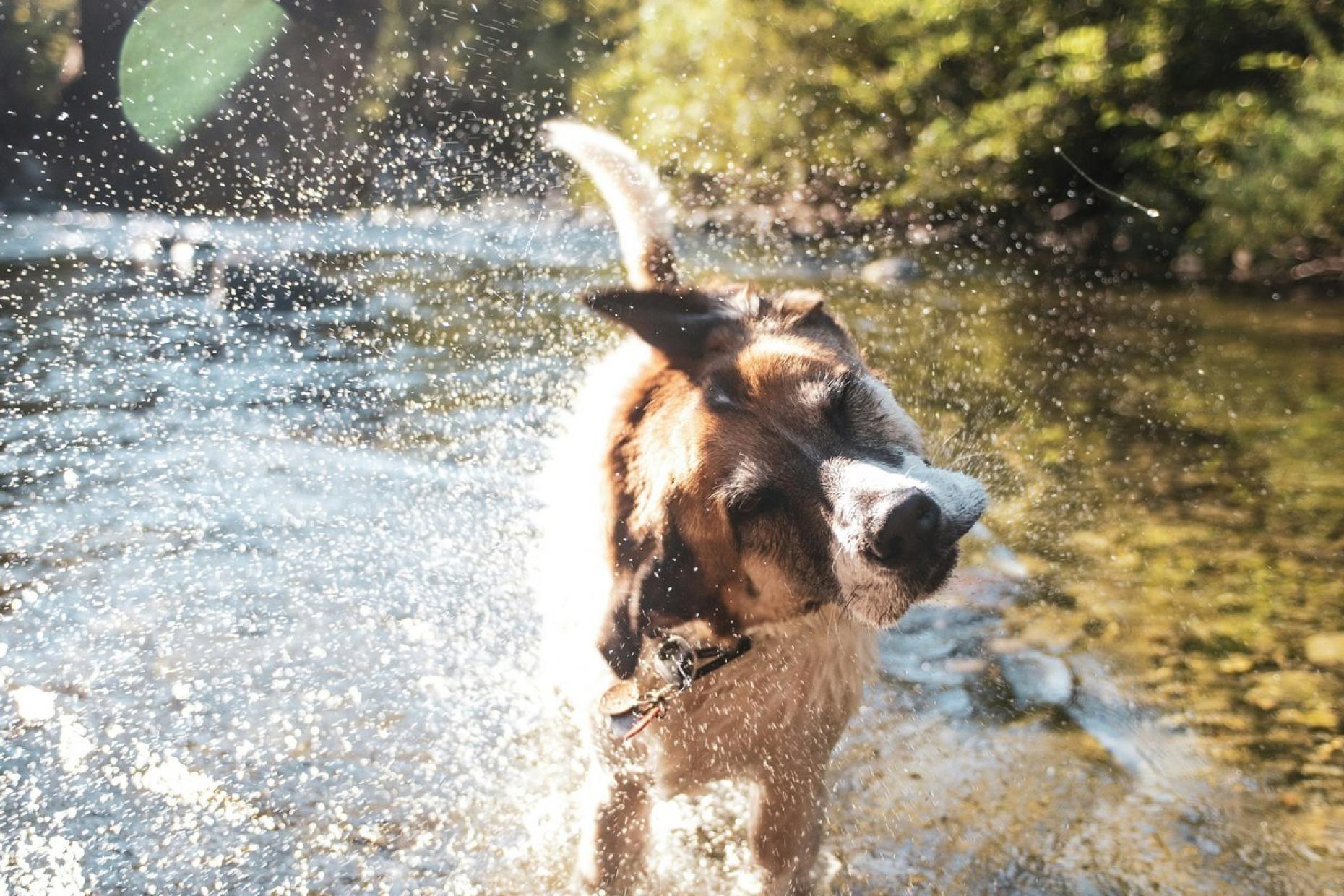 Dog In River Mckayla Crump Low Res Crop 1042782