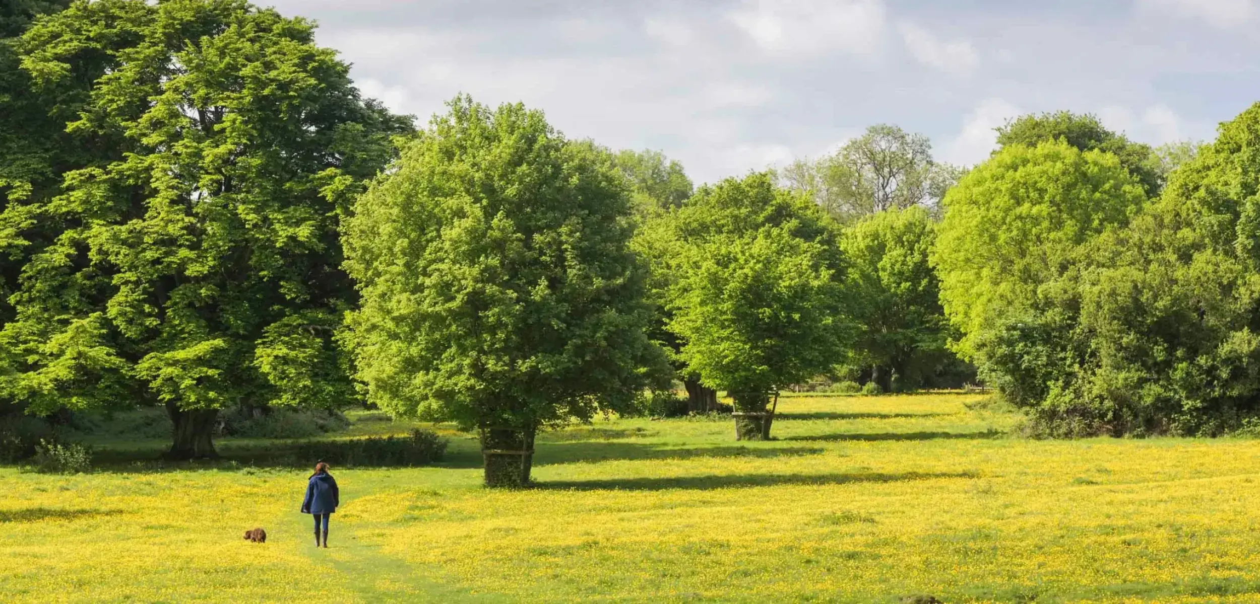 Dog Walking Hatfield Forest Essex 1353422 389083