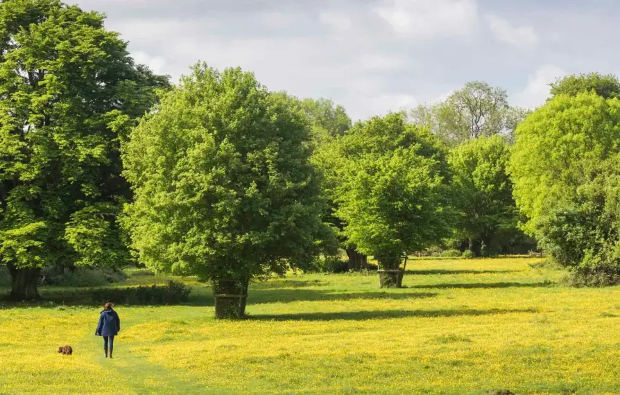 Dog Walking Hatfield Forest Essex 1353422 389083