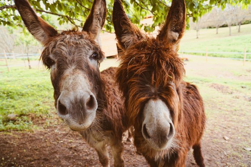Donkeys 402280