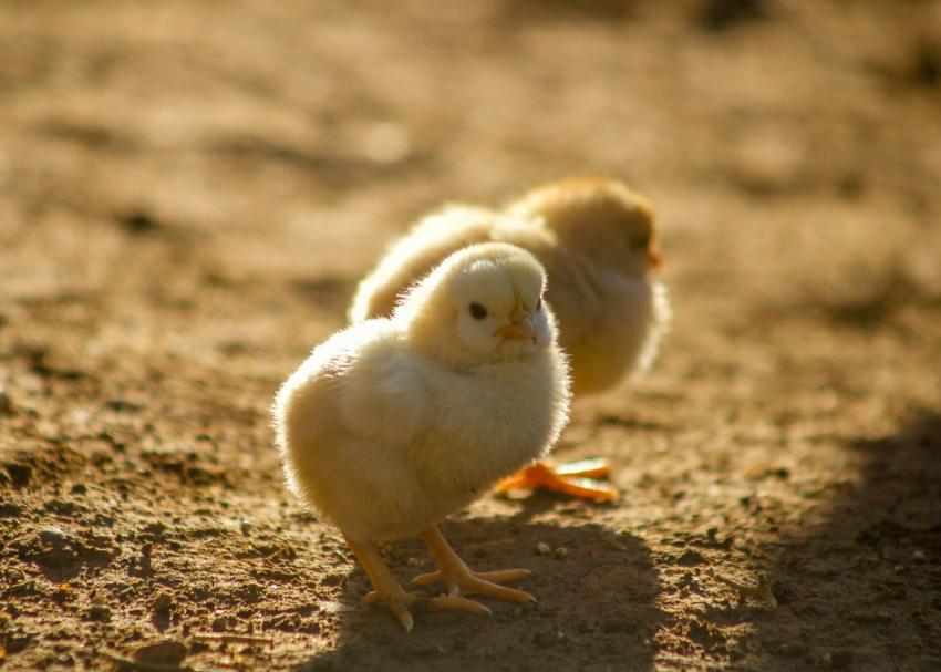 Easter Chicks Farm Karim Manjra 1089393
