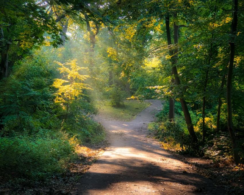 Epping Forest 2 379320