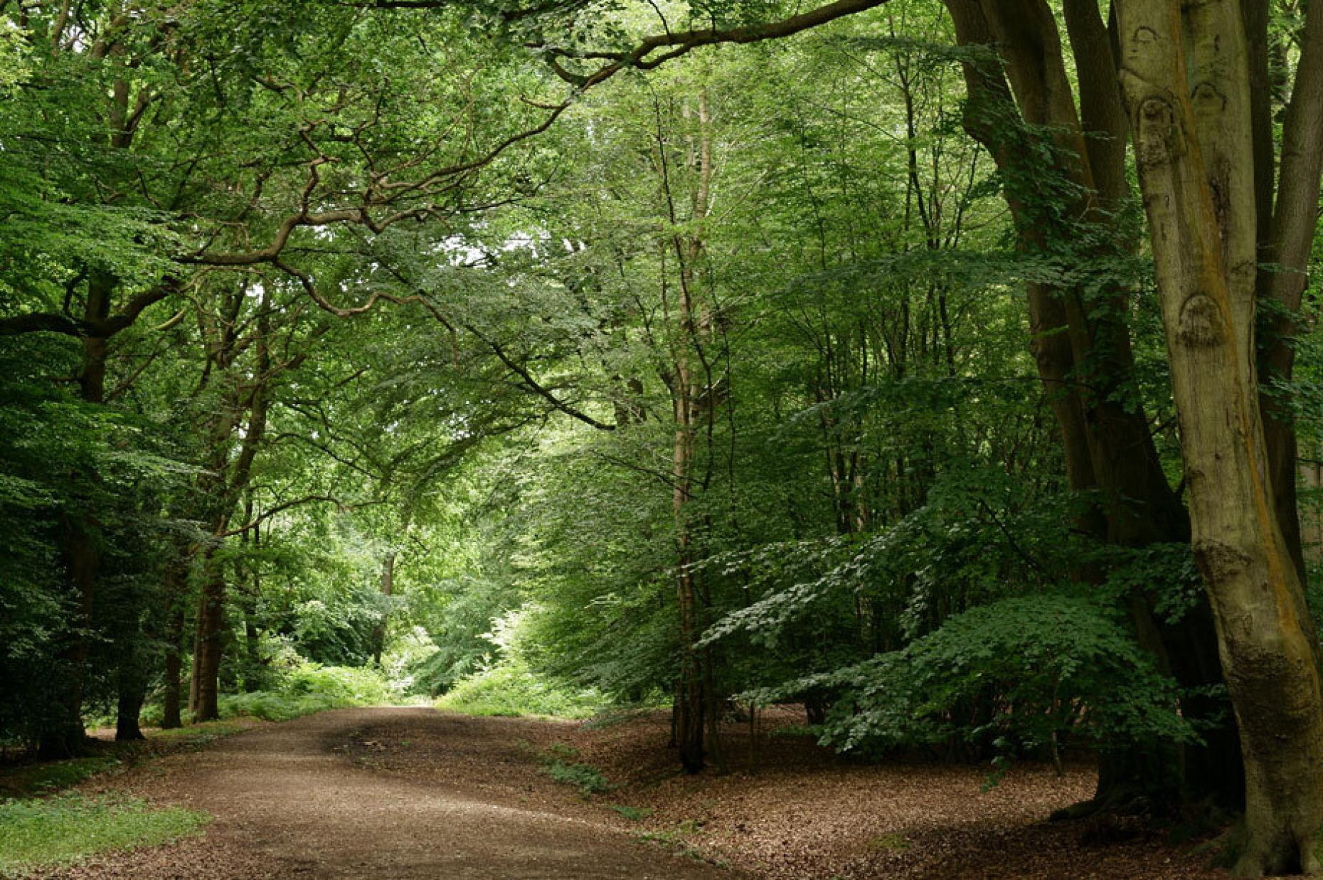 Epping Forest 2023 03 01 121237 Bhsq 388134