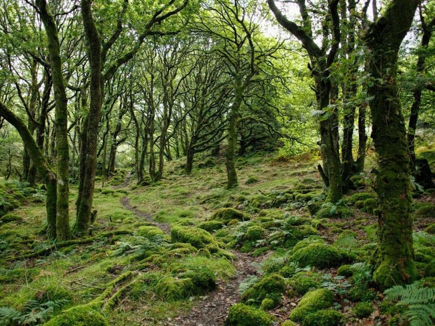 Epping Forest 3 379321