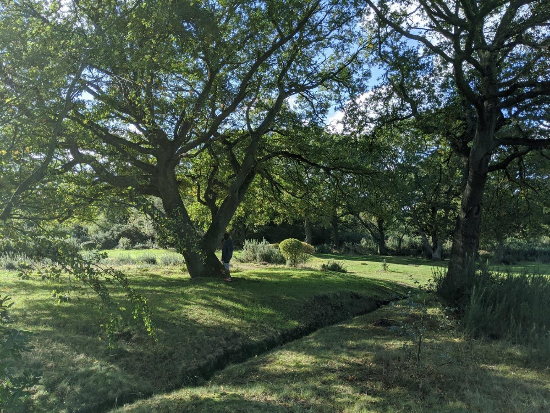 Epping Forest 379249