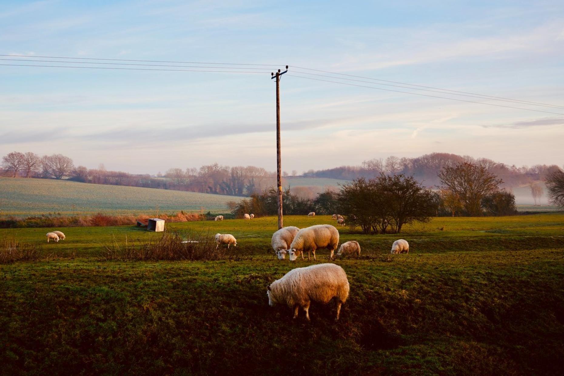 Essex Nature 372969