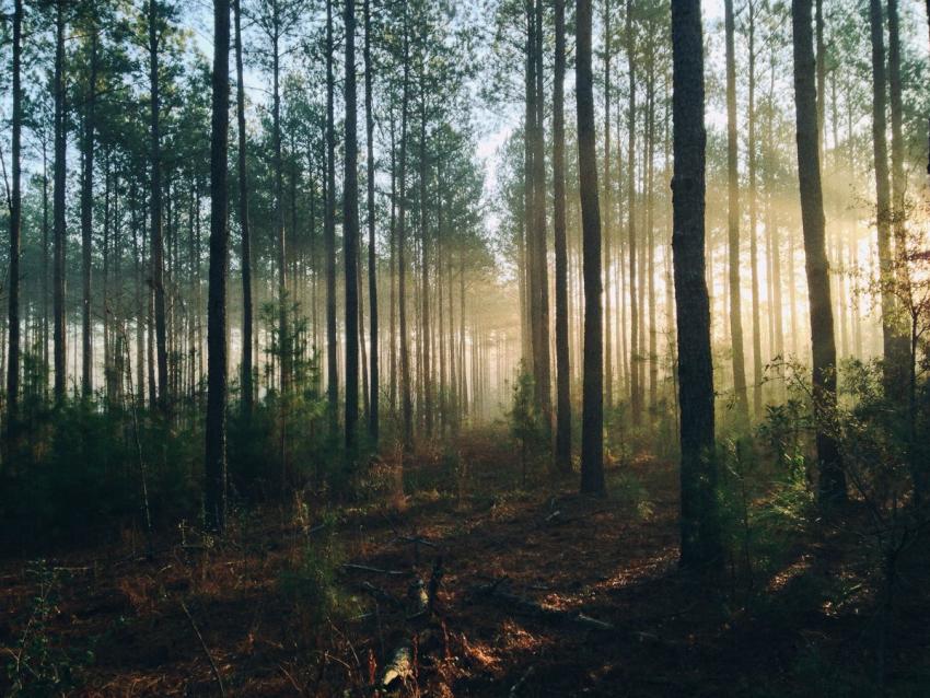Forest 406001