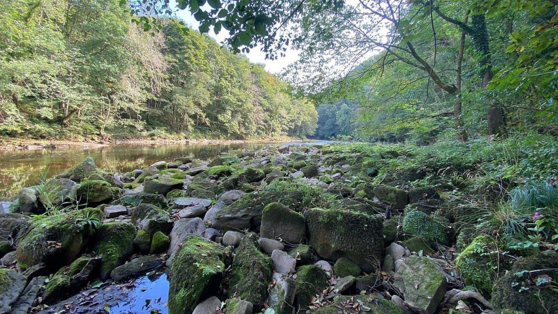 Hackfall Woods 1038335