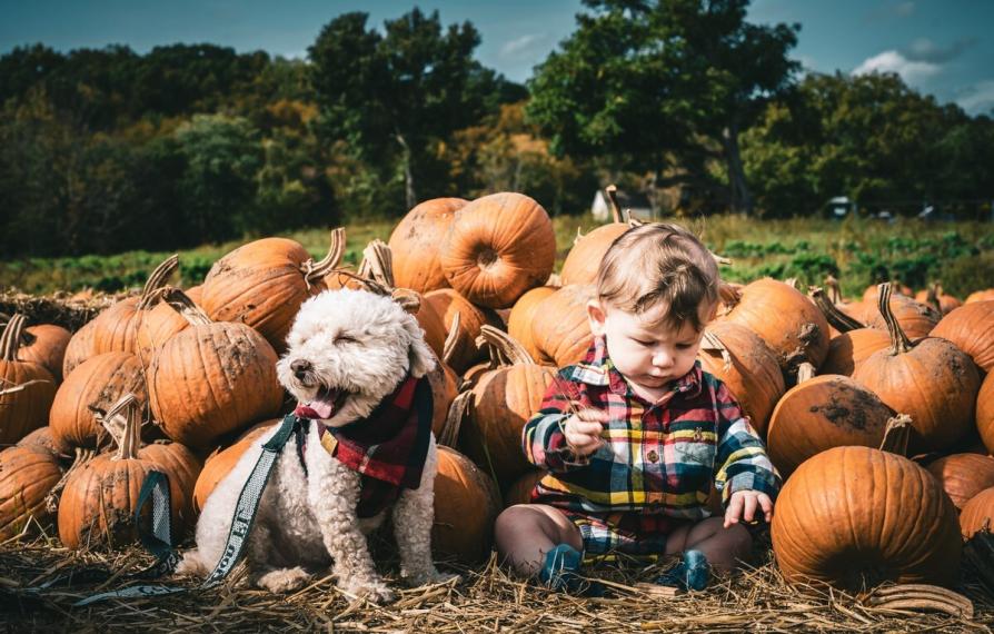 Halloween Pumpkin Picking Autumn Dog Friendly 604750
