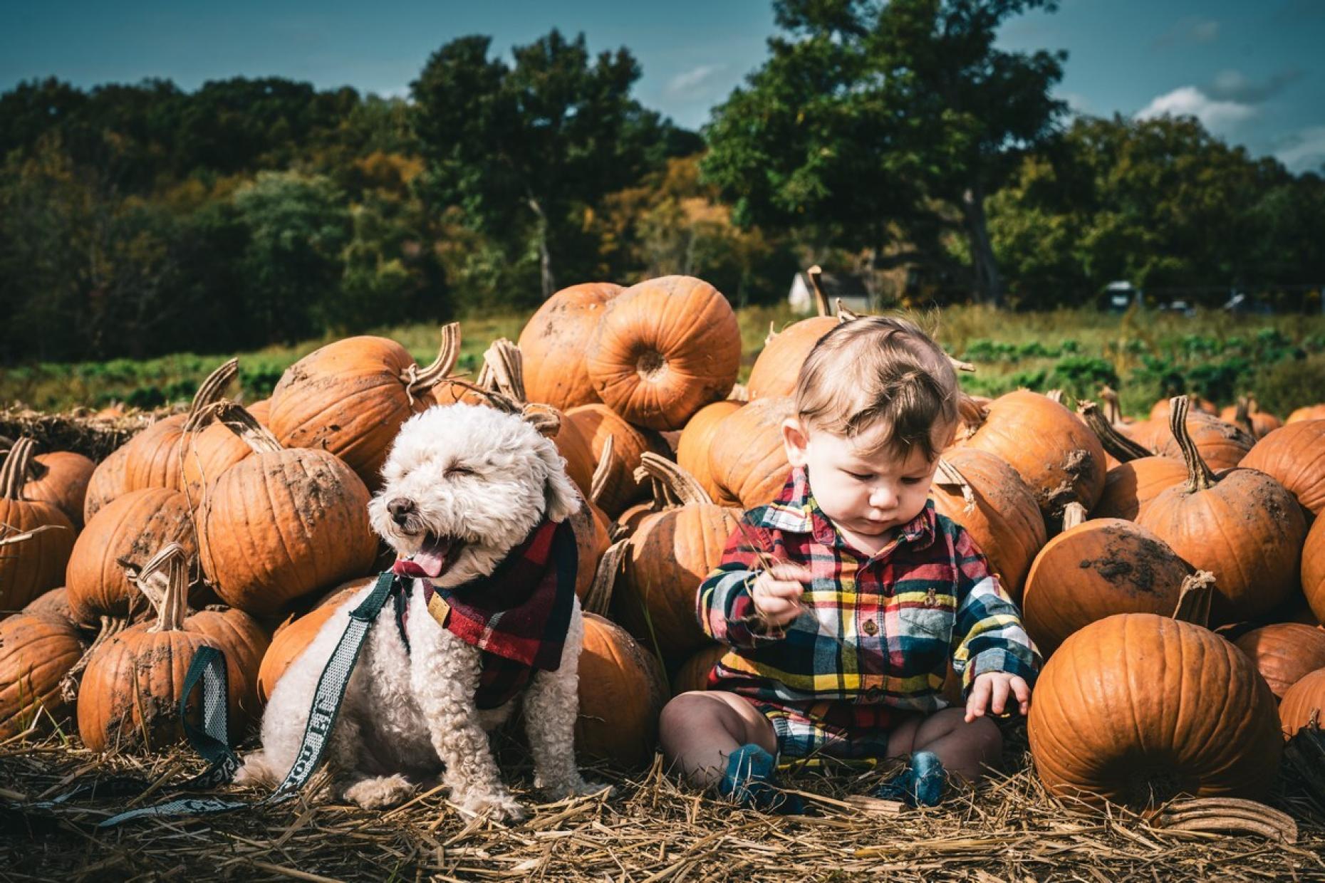 Halloween Pumpkin Picking Autumn Dog Friendly 604750