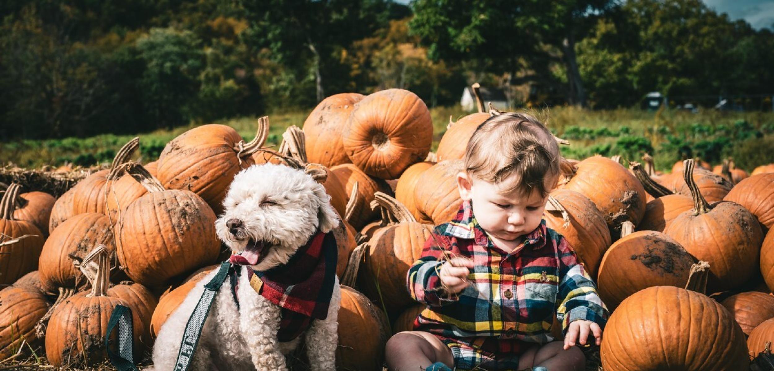 Halloween Pumpkin Picking Autumn Dog Friendly 604750