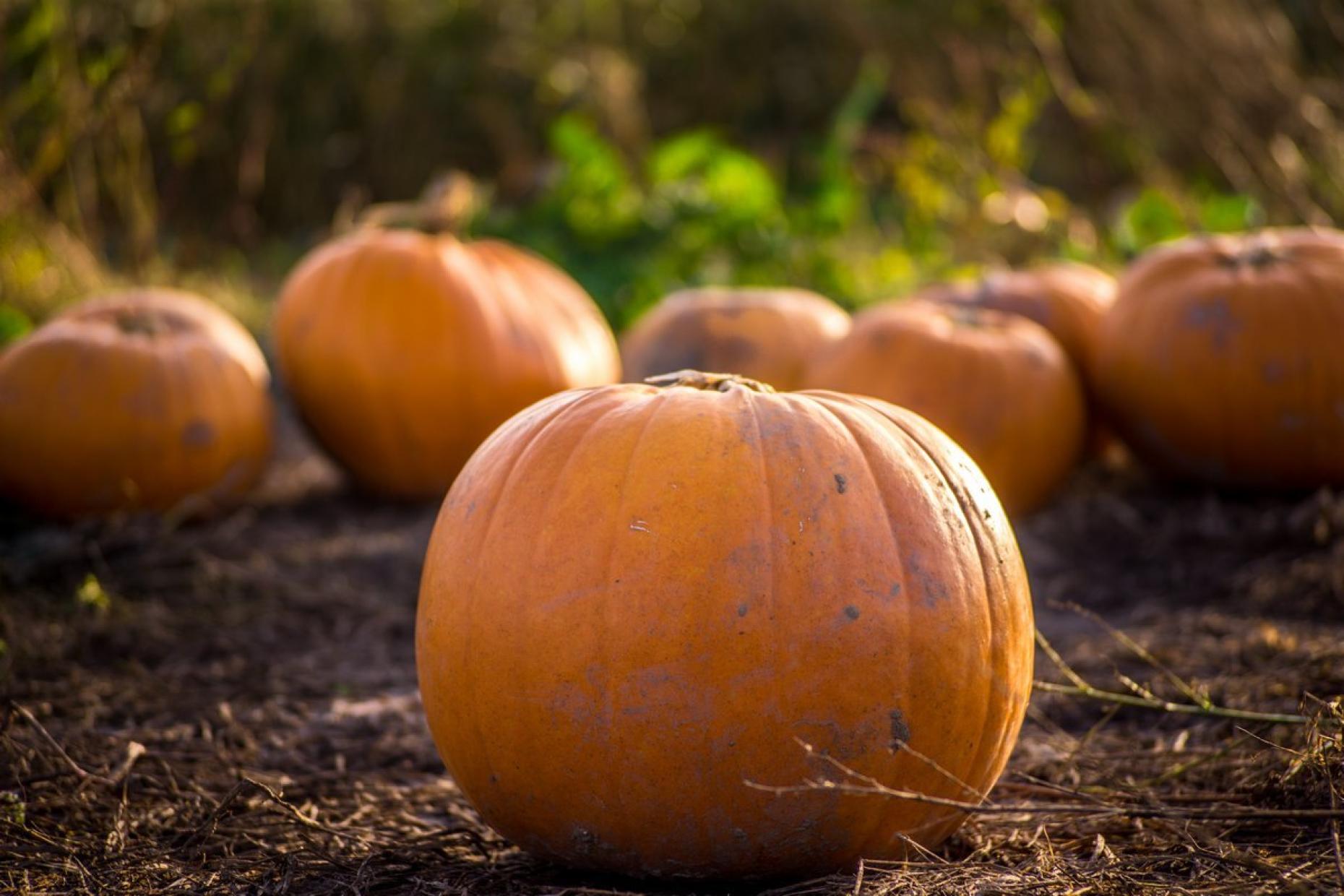 Halloween Pumpkin Picking Patch 604672