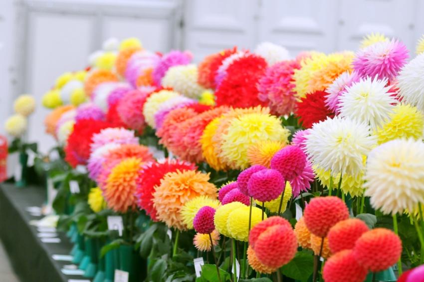 Harrogate Autumn Flower Show 811293