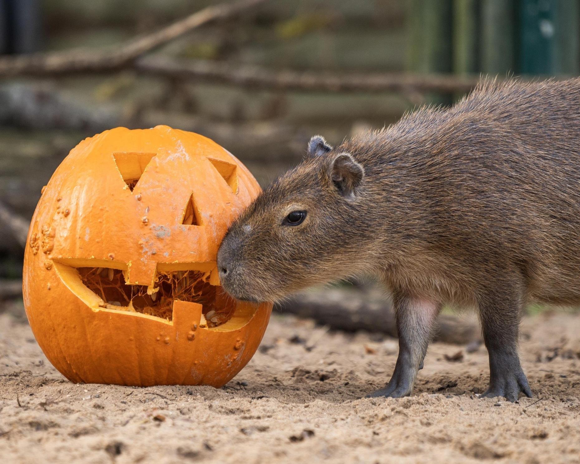 Hertfordshire Zoo Halloween 876798