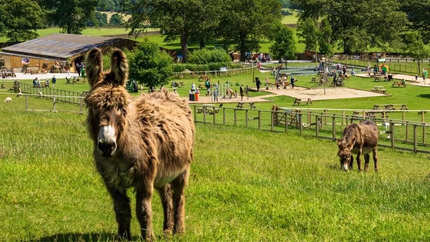 Hesketh Farm Park 808414