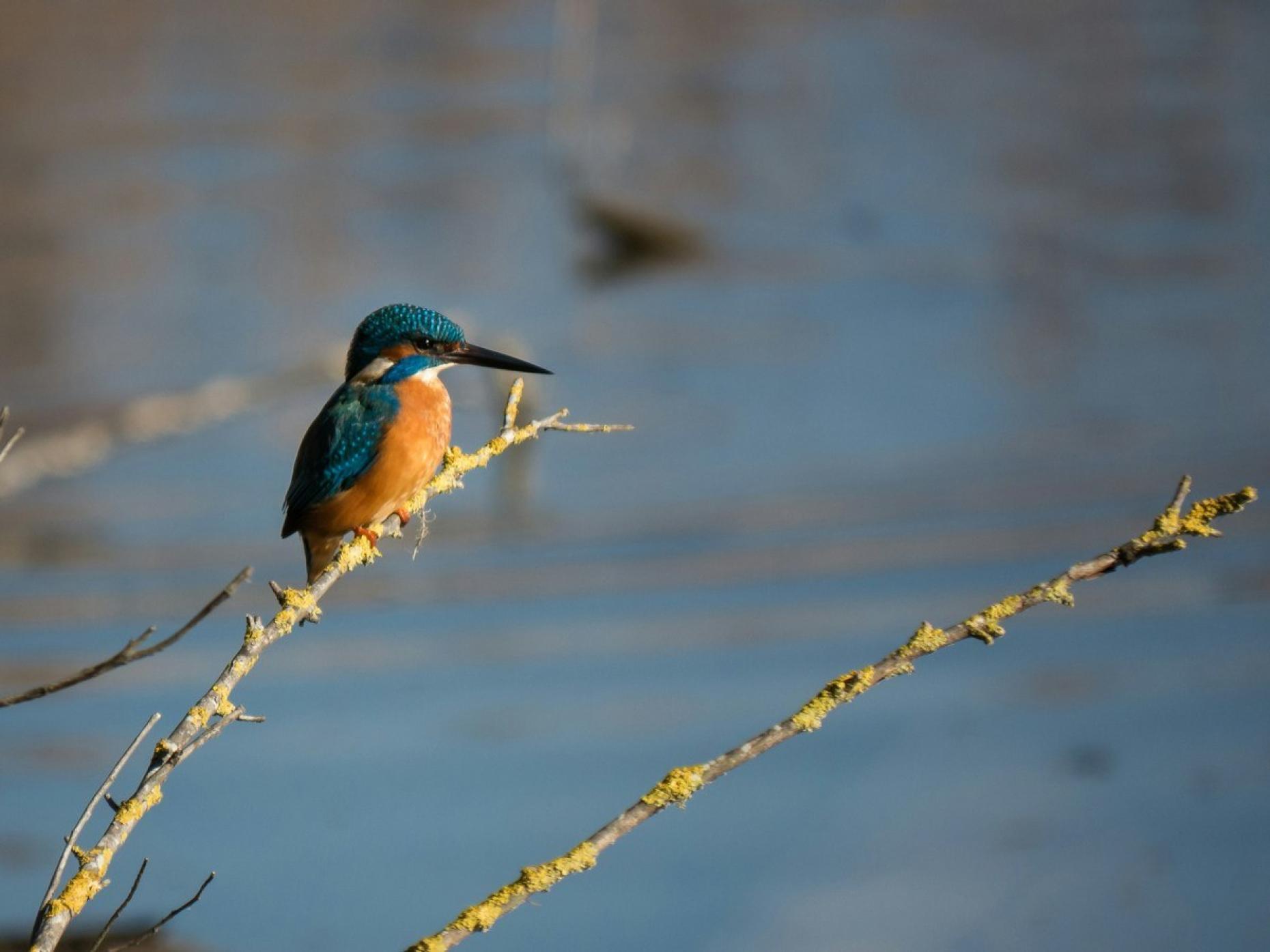 Kingfisher Gabriele Agrillo Enrf Lssdqu Unsplash 732524