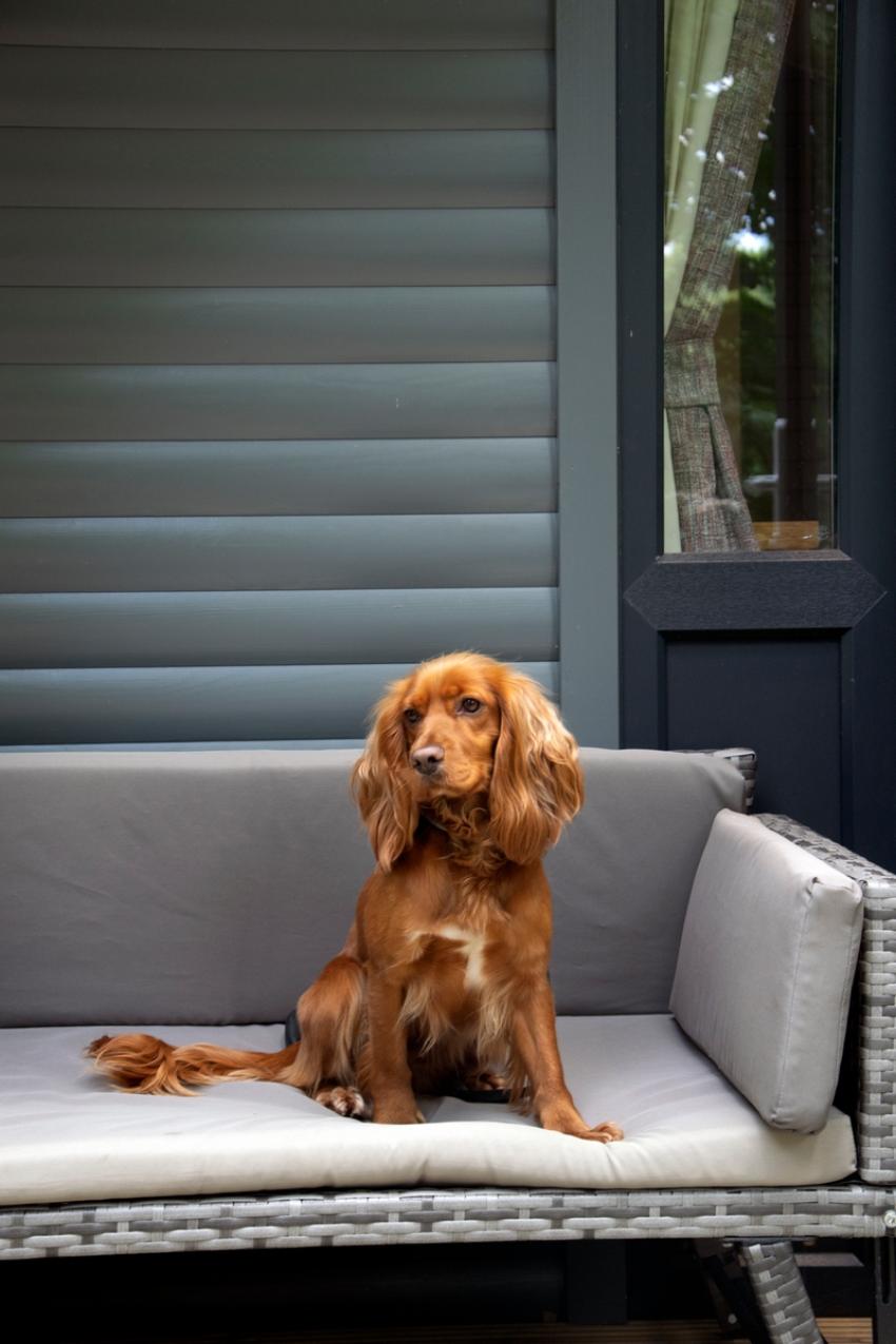 La Dog Friendly Shoot July 2024 2 797804