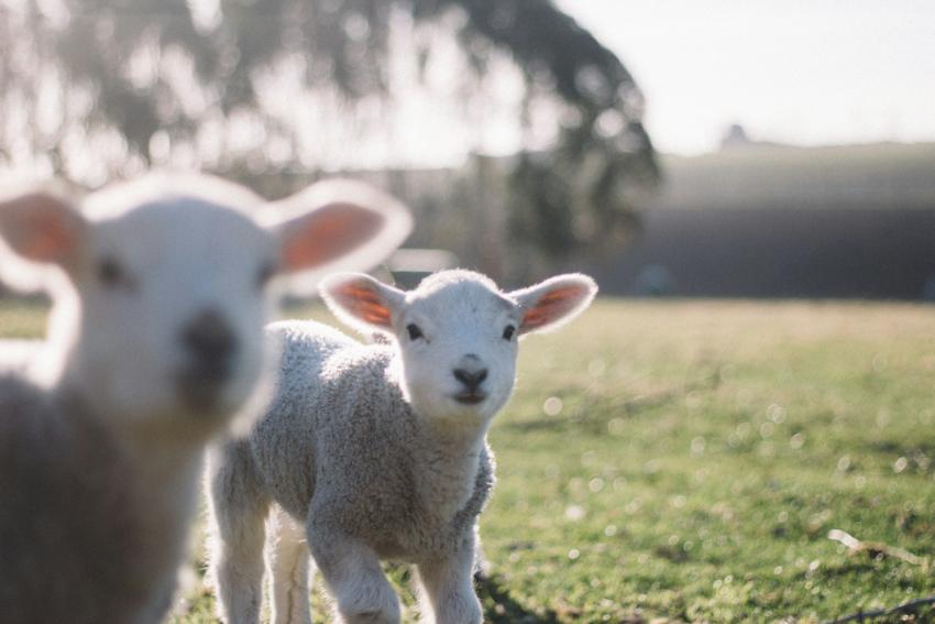 Lambs Field Spring Easter Tim Marshall 1089402