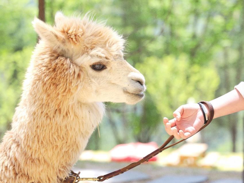 Llama 515397