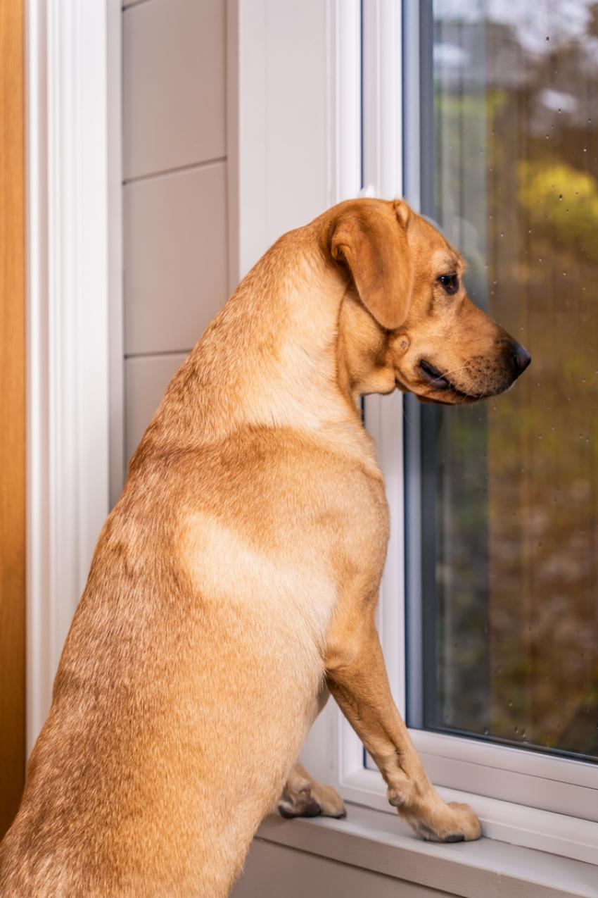 Lle Gi Dog Freindly Aw23 06736 798486