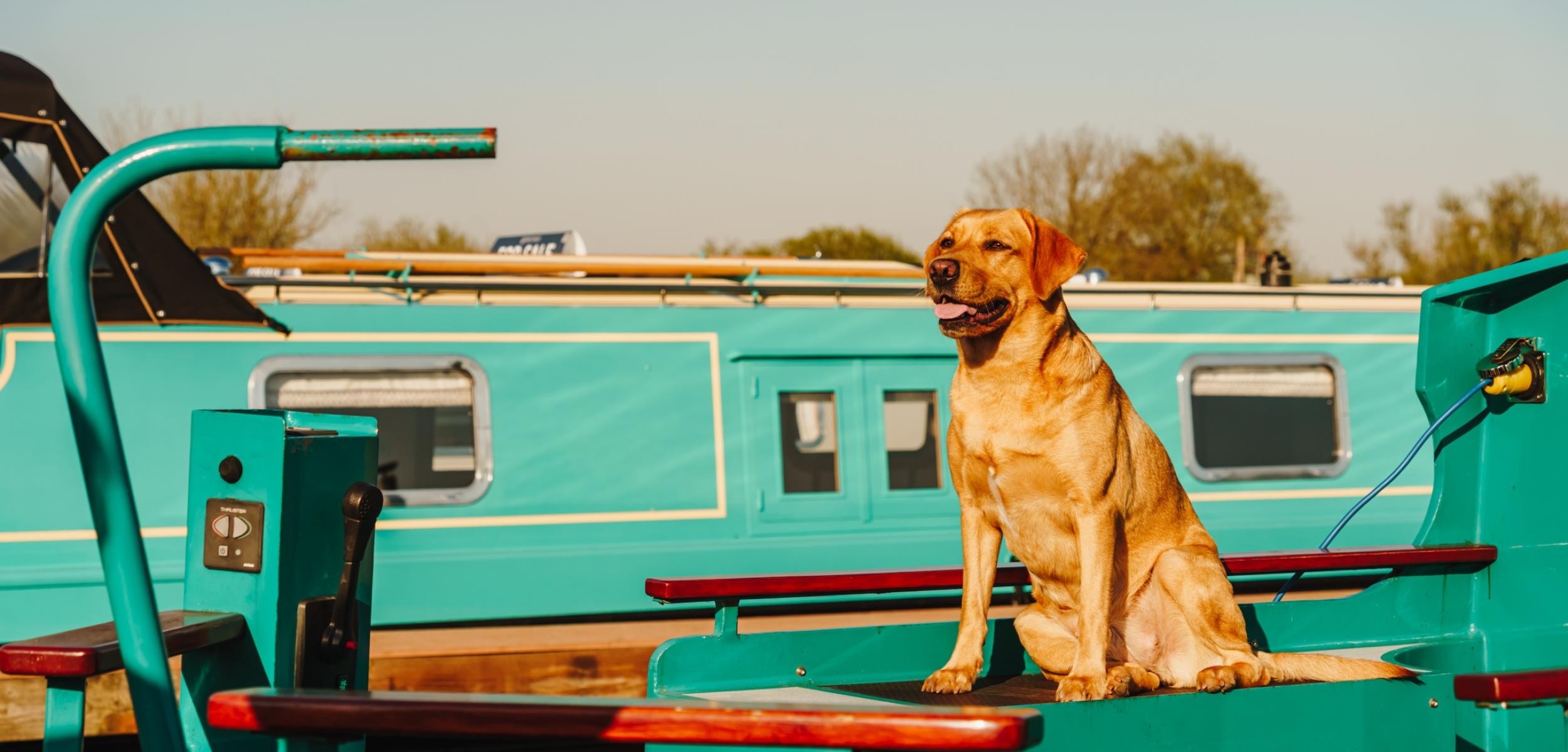 Lle Tm Dogs 00016 Lrj 1011745