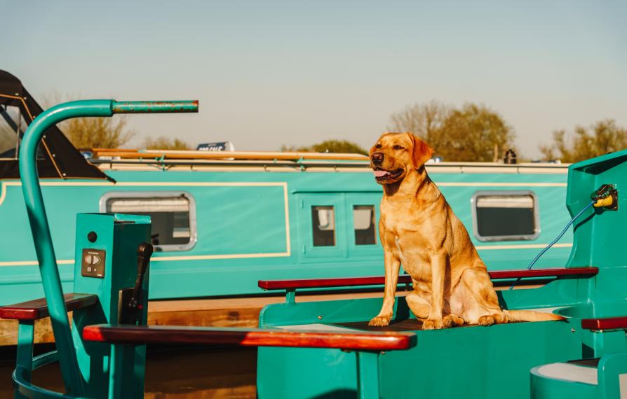 Lle Tm Dogs 00016 Lrj 1011745