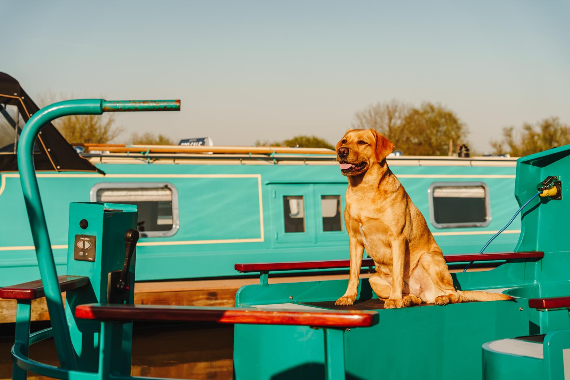 Lle Tm Dogs 00016 Lrj 1011745