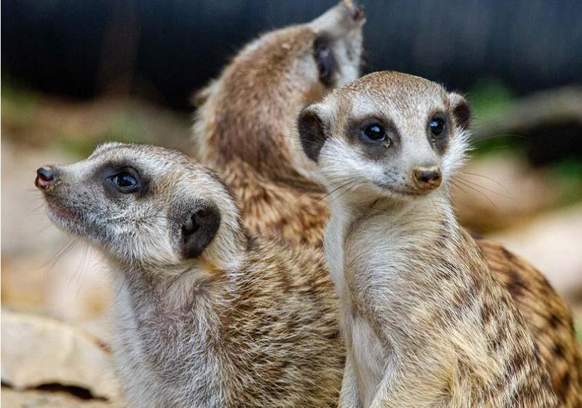 Meerkats 3 943341