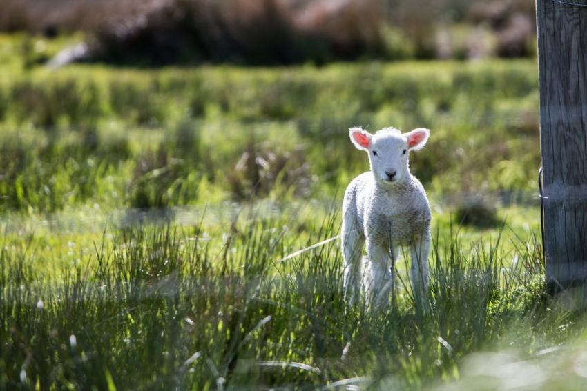 Omd Farm Easter 391509