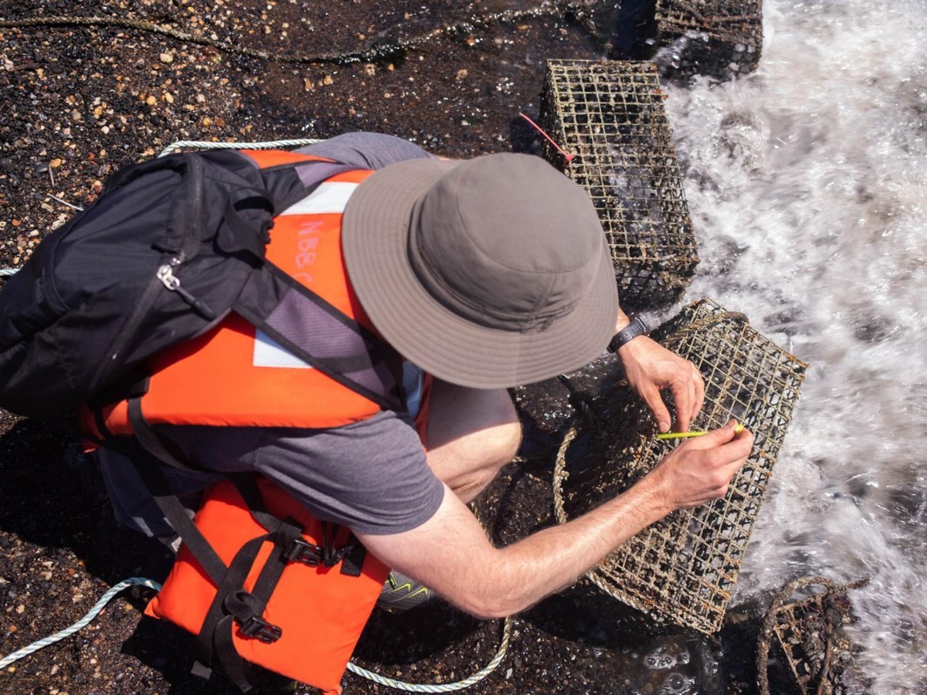 Oyster Project 506712