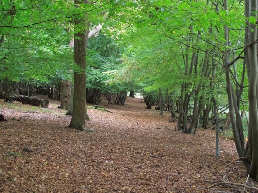Parndon Wood Nature Reserve 948213